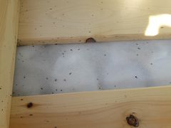 SJEKK MADRASSEN: Veggedyr oppdages gjerne ved at man ser små sorte flekker på madrassen. (FOTO: Norsk Hussopp Forsikring)