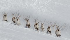 Fire tamreinlag rundt Jotunheimen søker om Beskyttet geografisk betegnelse på reinsdyrkjøtt. Foto: Lom tamreinlag