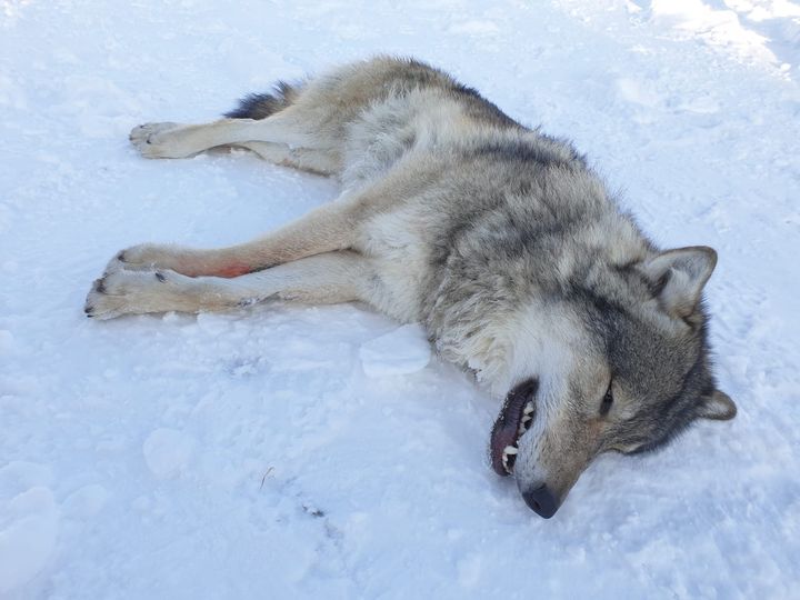 Dette er er ulven som ble bedøvet og merket med GPS-sender i Engerdal. Foto: Statens naturoppsyn/Miljødirektoratet.
