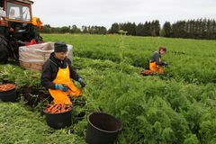 Myrjorda på Smøla er særdeles godt egnet for dyrking av grønnsaker med høy kvalitet Foto: Wigdis Wollan