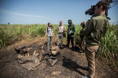 National Geographic-journalist Bryan Christy oppsøker åstedet til en rekke drepte elefanter. Støttennene er saget av med motorsag og hodeskallene viser skuddskader fra oven - som indikerer en ny form for jakt hvor de bruker helikopter. Foto: National Geographic / Pablo Durana.
