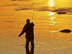 Fluefisker i solnedgang, foto:NJFF