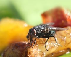 SPYFLUE: Frukt og annen mat som blir liggende er yndet mat for fluer. (FOTO: Colourbox)