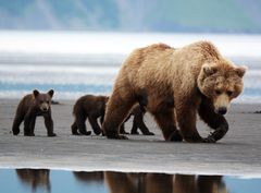 En bjørnefamilie på vandring i Canada.