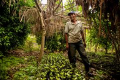 Nicaragua: Pedro Gomez forteller om kaffeplantene sine. Her står han ved siden av stiklinger som snart skal plantes ut. Pedro er blant medlemmene i FECODESA. Foto: Julie Lunde Lillesæter, Differ Media.