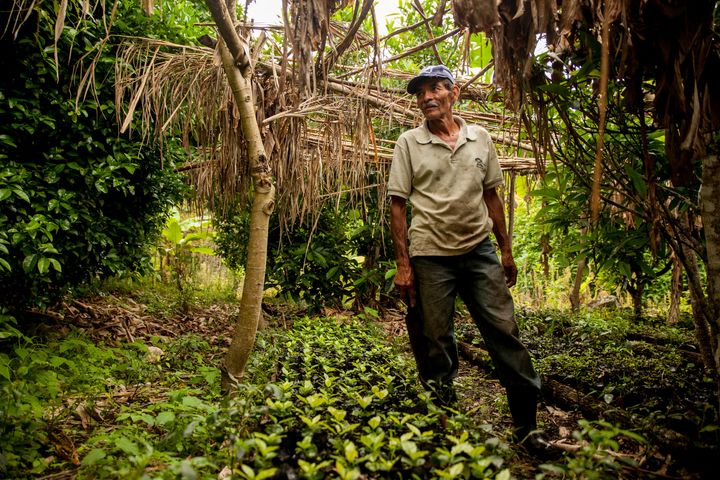 Nicaragua: Pedro Gomez forteller om kaffeplantene sine. Her står han ved siden av stiklinger som snart skal plantes ut. Pedro er blant medlemmene i FECODESA. Foto: Julie Lunde Lillesæter, Differ Media.