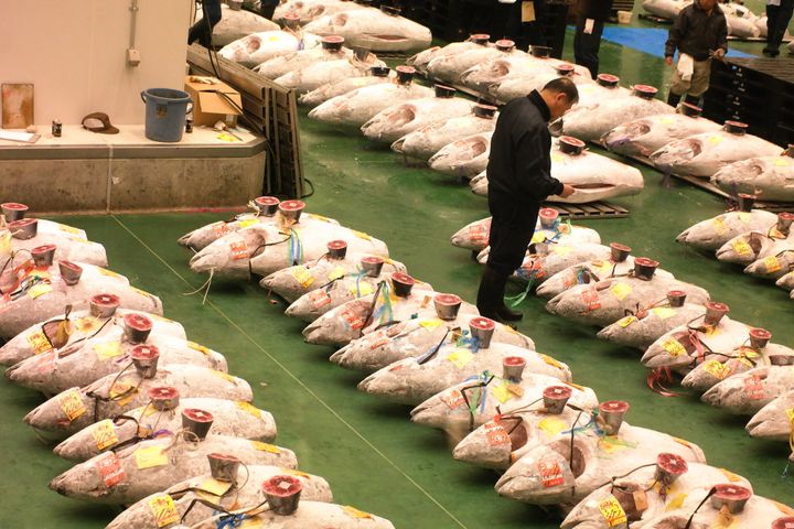 Tunfiskauksjon Toyosu i Tokyo i Japan.