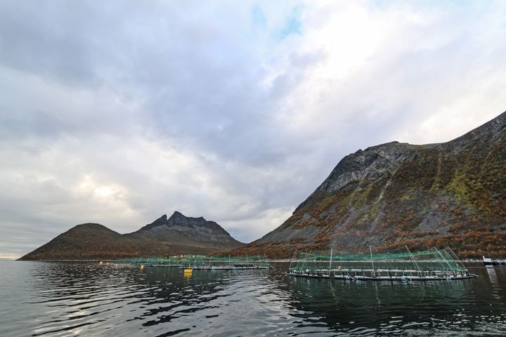 Havbruksnæringen bidrar med betydelige verdier i Troms fylke, viser en ny ringvirkningsanalyse fra Nofima. Bildet viser Wilsgård lakseoppdrett på Senja i Troms. Foto: Lidunn Mosaker Boge/Nofima.