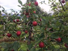 Nå kommer de nydelige norske eplene ut butikkhyllene. Her ser vi Summerred før høsting, og utover høsten kommer flere sorter som perler på en snor.