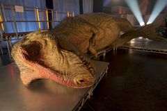 Rekonstruksjonen av Tyrannosaurus rex er modellert på Sue, det mest komplette skjelettet funnet til nå, og er naturtro innvendig og utvendig. Modellen i dette eksperimentet er tolv meter lang, og nesten to meter bred. Foto: National Geographic Channels/Stuart Freedman