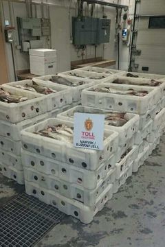 Stort beslag av sløyd hodekappet torsk pakket i kasser med is. Foto: Midt-Norge Tolldistrikt