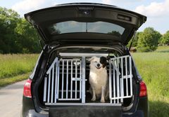 En NAF-test viser at den klart beste måten å transportere en hund i bilen er på er med et robust metallbur. Illustrasjonsfoto.