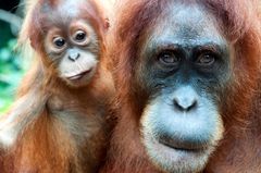 Stadig flere har fått øynene opp for det å jobbe som frivillig i ferien, forteller STA Travel Norge. Her fra et prosjekt på Borneo i Indonesia hvor man jobber med å bevare orangutanger.