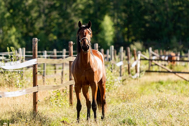 I over førti år har Norsk Rikstoto bidratt med milliarder av kroner til norsk hestesport. Fra spilleinntektene i 2023 utbetales til sammen 516 MNOK til gode formål innen hestesport.