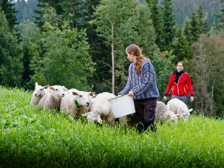 Kvinnelige og mannlige bønder er ikke helt enige om hvor reell likestillingen er innen bondeyrket (foto: Bjørn H. Stuedal)