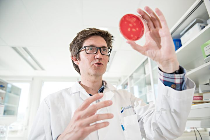 Moritella viscosa er en av bakterietypene som lager sår hos laksen. Her dyrker Christian Karlsen to varianter av bakterien på lab.